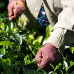 Press Release: Ag Workforce Coalition Calls on State Department to Expedite Ag Worker Visas Ahead of Planting Season