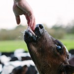 Life on a Dairy Farm (Video)